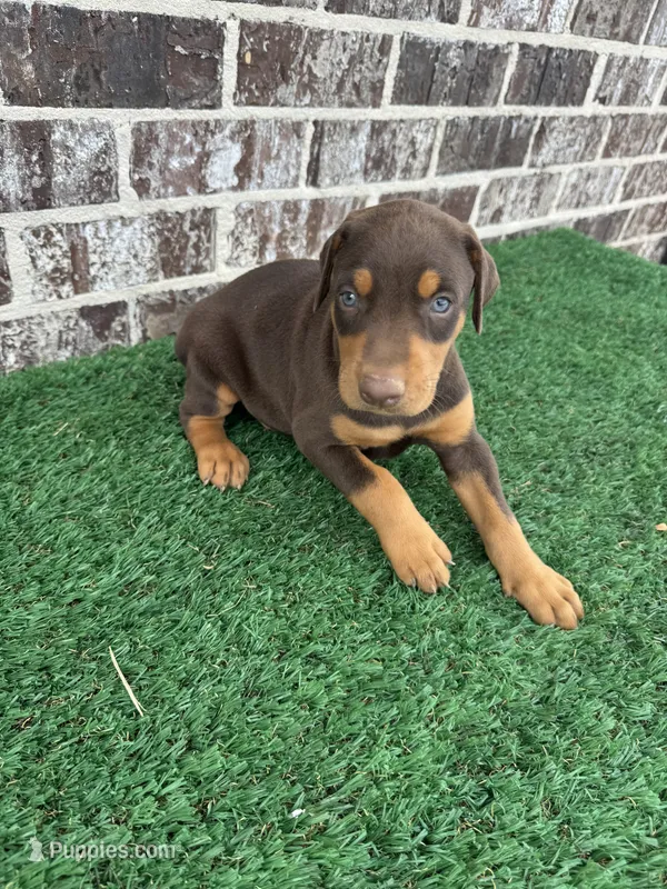 Red man – Doberman Pinscher puppy for sale in Muscle Shoals, AL
