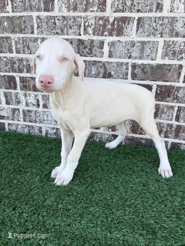 Jill – Doberman Pinscher puppy for sale in Muscle Shoals, AL