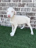 Jill, a female Doberman Pinscher for sale in Muscle Shoals, AL – 1 of 2
