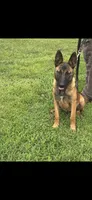 Red lady , a female Belgian Malinois for sale in Muscle Shoals, AL – 3 of 3
