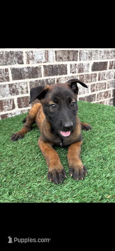 Sheba – Belgian Malinois puppy for sale in Muscle Shoals, AL