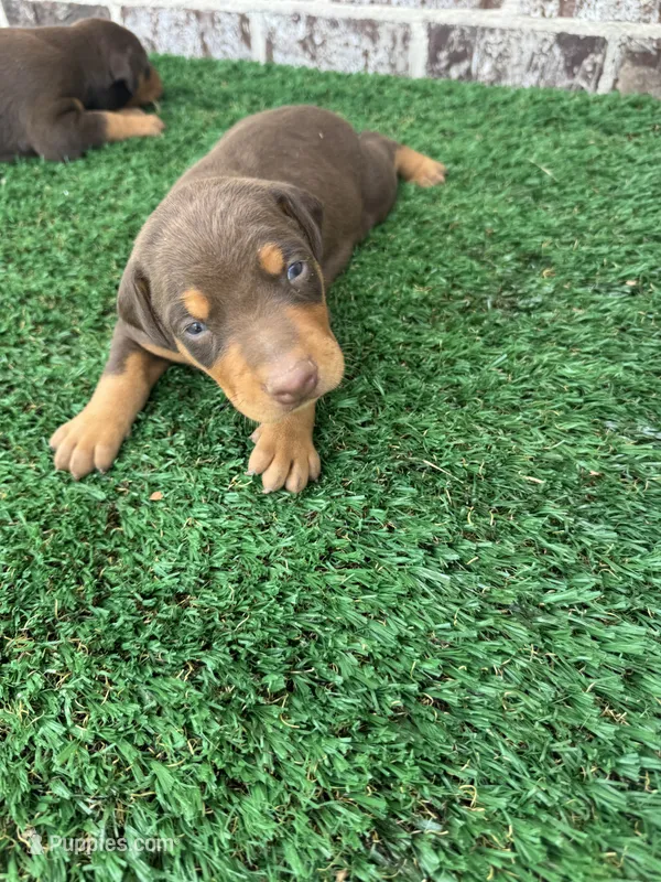 Red man – Doberman Pinscher puppy for sale in Muscle Shoals, AL