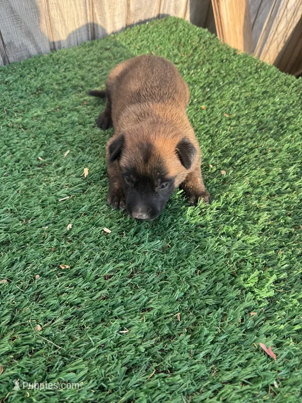 Jim – Belgian Malinois puppy for sale in Muscle Shoals, AL