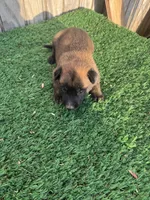 Jim, a male Belgian Malinois for sale in Muscle Shoals, AL – 1 of 2