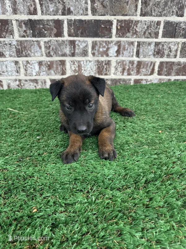 Sheba – Belgian Malinois puppy for sale in Muscle Shoals, AL