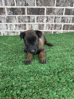 Sheba, a female Belgian Malinois for sale in Muscle Shoals, AL – 1 of 1