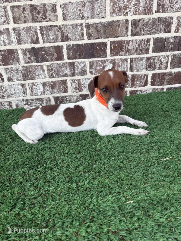 Jim – Jack Russell Terrier puppy for sale in Muscle Shoals, AL