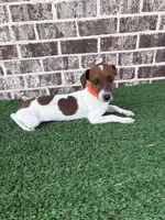 Jim, a male Jack Russell Terrier for sale in Muscle Shoals, AL – 1 of 1