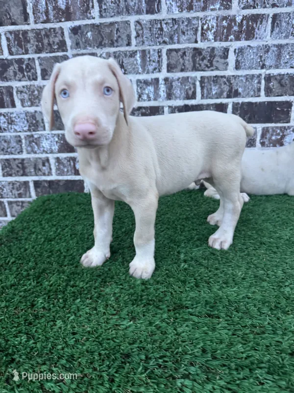 John – Doberman Pinscher puppy for sale in Muscle Shoals, AL