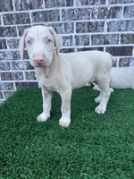 John, a male Doberman Pinscher for sale in Muscle Shoals, AL – 1 of 1