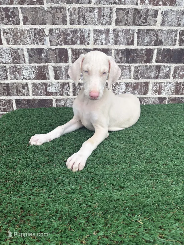 Ghost  – Doberman Pinscher puppy for sale in Muscle Shoals, AL