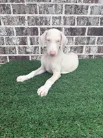 Ghost , a male Doberman Pinscher for sale in Muscle Shoals, AL – 1 of 2