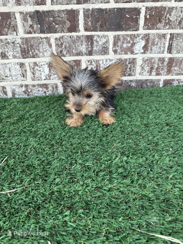 Candy  – Yorkshire Terrier puppy for sale in Muscle Shoals, AL