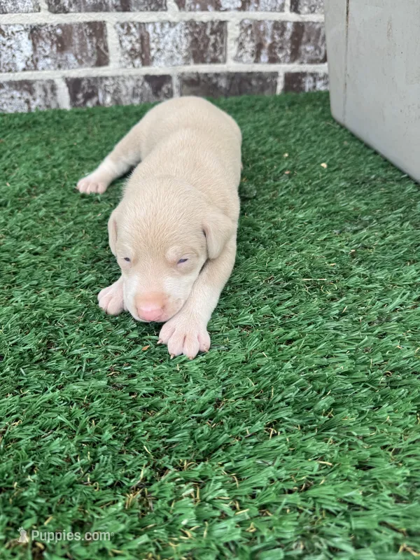 John – Doberman Pinscher puppy for sale in Muscle Shoals, AL