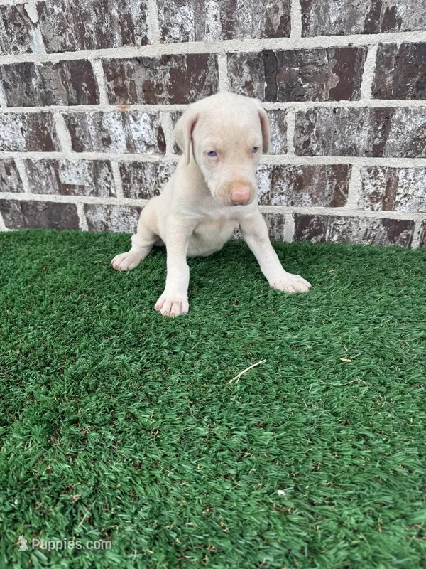 John – Doberman Pinscher puppy for sale in Muscle Shoals, AL