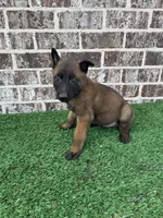 Kang, a male Belgian Malinois for sale in Muscle Shoals, AL – 1 of 1