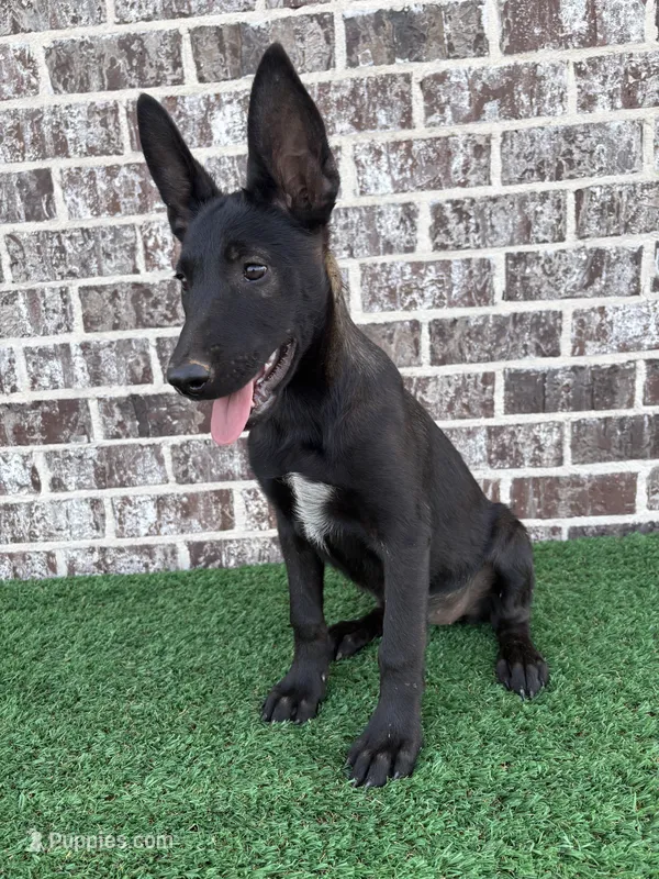 Candy – Belgian Malinois puppy for sale in Muscle Shoals, AL