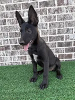 Candy, a female Belgian Malinois for sale in Muscle Shoals, AL – 1 of 2