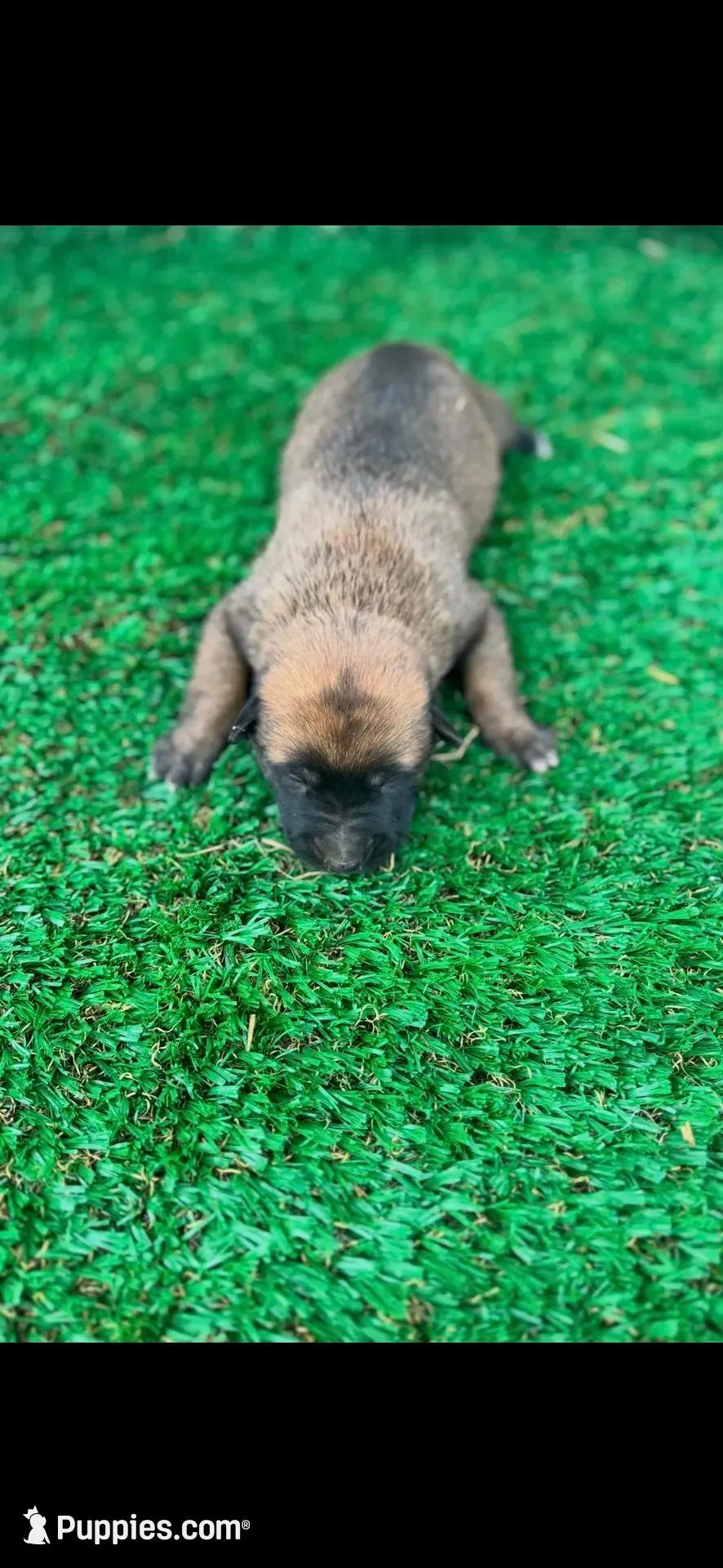 Jill, a female Belgian Malinois for sale in Muscle Shoals, AL – Photo 2 of 2