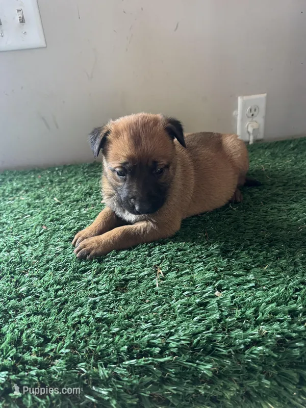 Jill – Belgian Malinois puppy for sale in Muscle Shoals, AL