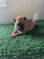 Jill, a female Belgian Malinois for sale in Muscle Shoals, AL – Photo 1 of 2