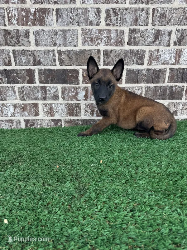 Candy  – Belgian Malinois puppy for sale in Muscle Shoals, AL