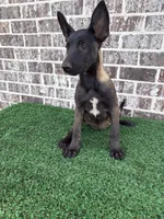 Spice , a female Belgian Malinois for sale in Muscle Shoals, AL – 3 of 3