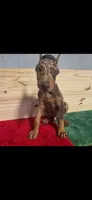 John, a male Doberman Pinscher for sale in Muscle Shoals, AL – 2 of 2