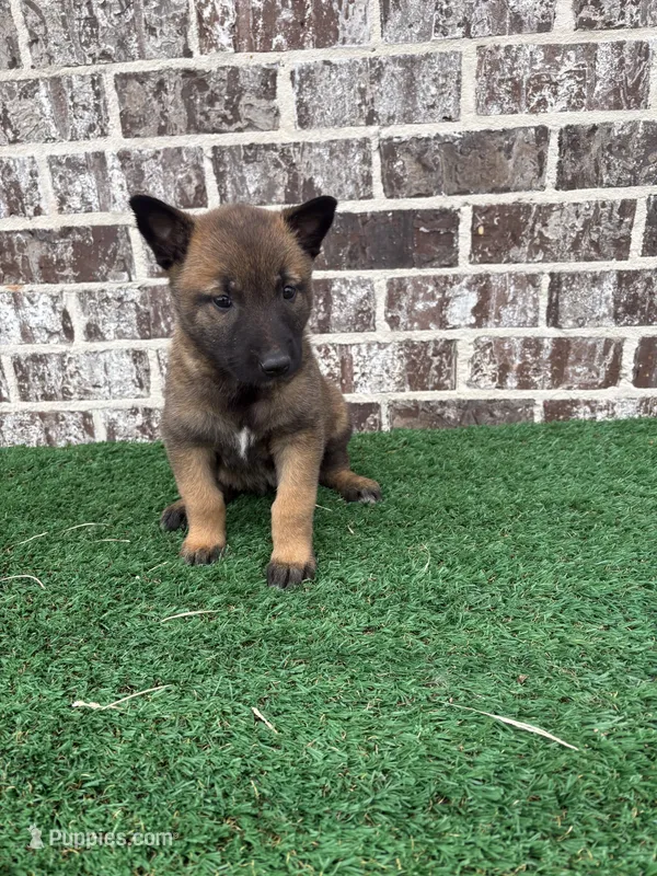 Eva – Belgian Malinois puppy for sale in Muscle Shoals, AL