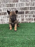 Eva, a female Belgian Malinois for sale in Muscle Shoals, AL – 1 of 1