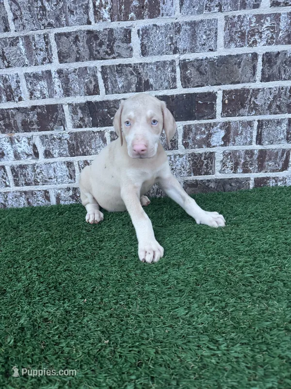 Pearl – Doberman Pinscher puppy for sale in Muscle Shoals, AL