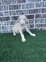 Pearl, a female Doberman Pinscher for sale in Muscle Shoals, AL – 1 of 1