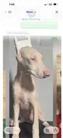 Jill, a female Doberman Pinscher for sale in Muscle Shoals, AL – 2 of 2