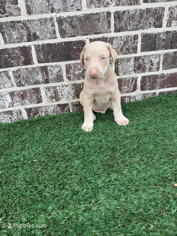 Perl – Doberman Pinscher puppy for sale in Muscle Shoals, AL