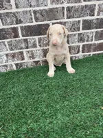 Perl, a female Doberman Pinscher for sale in Muscle Shoals, AL – 1 of 1