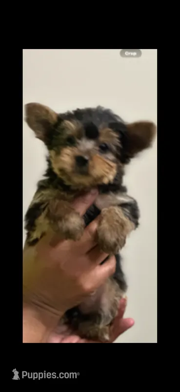 Candy  – Yorkshire Terrier puppy for sale in Muscle Shoals, AL