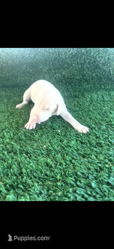John – Doberman Pinscher puppy for sale in Muscle Shoals, AL