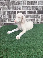 Ghost , a male Doberman Pinscher for sale in Muscle Shoals, AL – 2 of 2