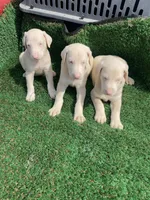 John, a male Doberman Pinscher for sale in Muscle Shoals, AL – Photo 3 of 4