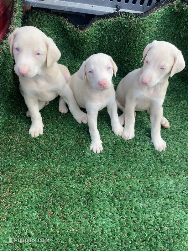 John, a male Doberman Pinscher for sale in Muscle Shoals, AL – Photo 1 of 4