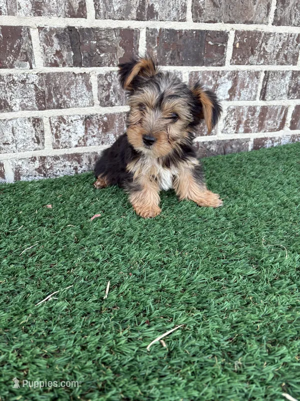 Buddy  – Yorkshire Terrier puppy for sale in Muscle Shoals, AL