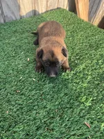 Jim, a male Belgian Malinois for sale in Muscle Shoals, AL – 2 of 2