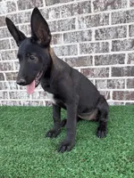 Candy, a female Belgian Malinois for sale in Muscle Shoals, AL – 2 of 2