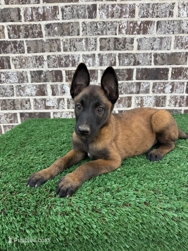 Tango – Belgian Malinois puppy for sale in Muscle Shoals, AL