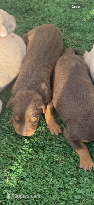 Red man – Doberman Pinscher puppy for sale in Muscle Shoals, AL