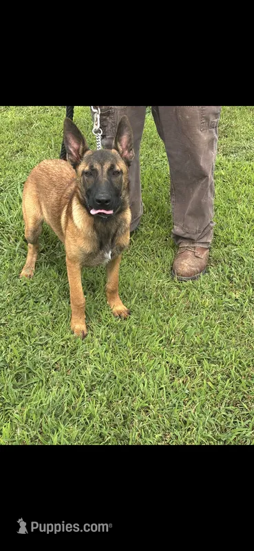 Red lady  – Belgian Malinois puppy for sale in Muscle Shoals, AL