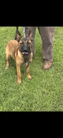 Red lady , a female Belgian Malinois for sale in Muscle Shoals, AL – 1 of 3