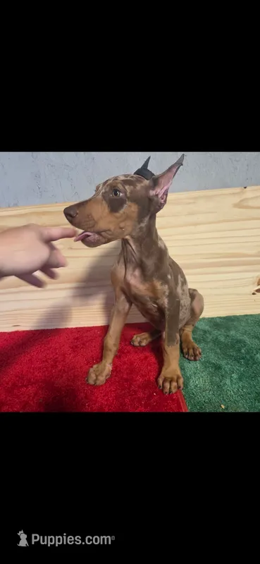 John – Doberman Pinscher puppy for sale in Muscle Shoals, AL