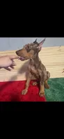 John, a male Doberman Pinscher for sale in Muscle Shoals, AL – 1 of 2