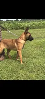Red lady , a female Belgian Malinois for sale in Muscle Shoals, AL – 2 of 3